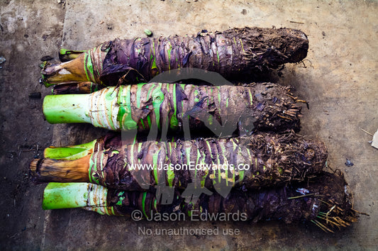The root balls of taro waiting to be planted for sale in a market. Utukalongalu Market, Port of Refuge, Neiafu, Vava'u Island Group, Pacific Ocean, Oceania, Kingdom of Tonga.