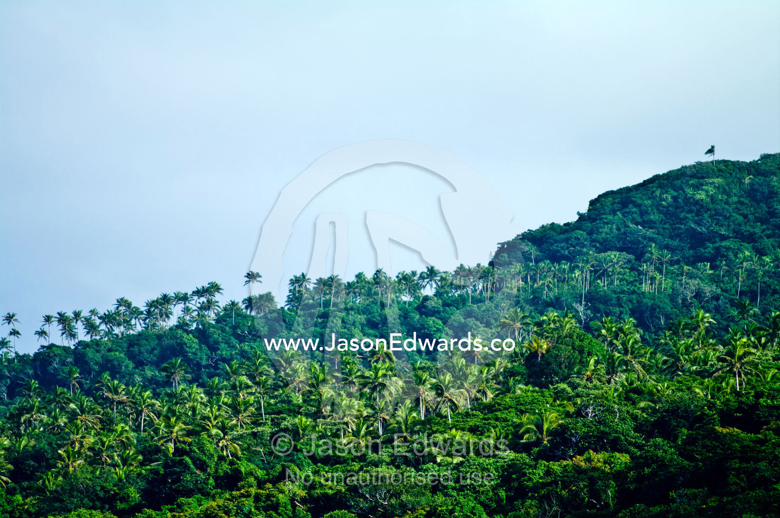 A Coconut palm tree plantation on the slopes of a tropical island. Vava'u Island Group, Pacific Ocean, Oceania, Kingdom of Tonga.