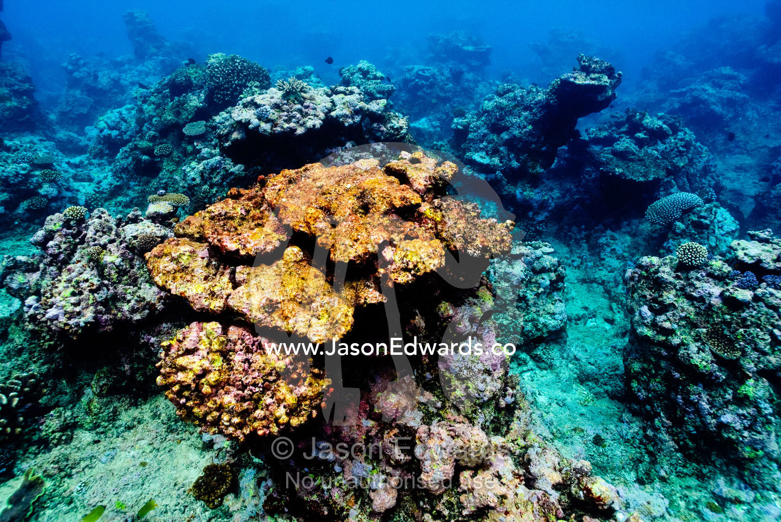 A bright orange hard coral colony on top of a tropical reef pillar. Vava'u Island Group, Pacific Ocean, Oceania, Kingdom of Tonga.