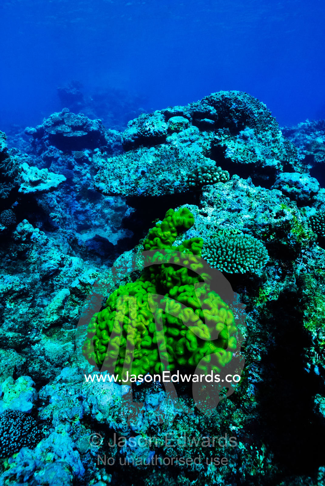 A yellow brain-like soft coral in sharp contrast to a hard coral reef. Vava'u Island Group, Pacific Ocean, Oceania, Kingdom of Tonga.