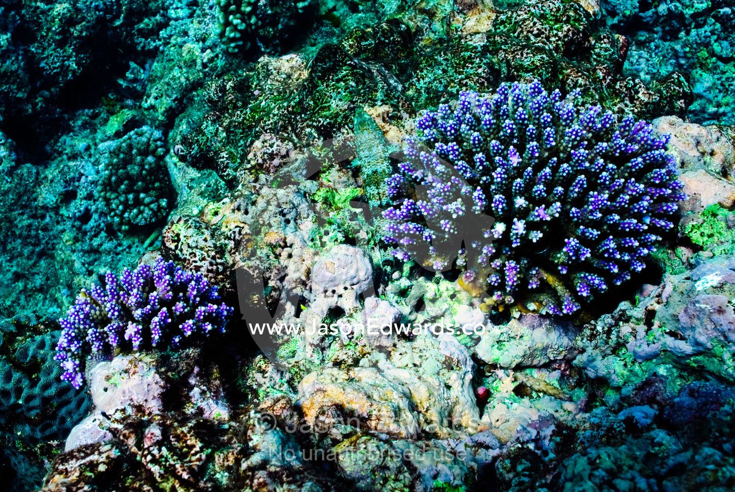 A purple hard coral colony on a tropical reef. Vava'u Island Group, Pacific Ocean, Oceania, Kingdom of Tonga.