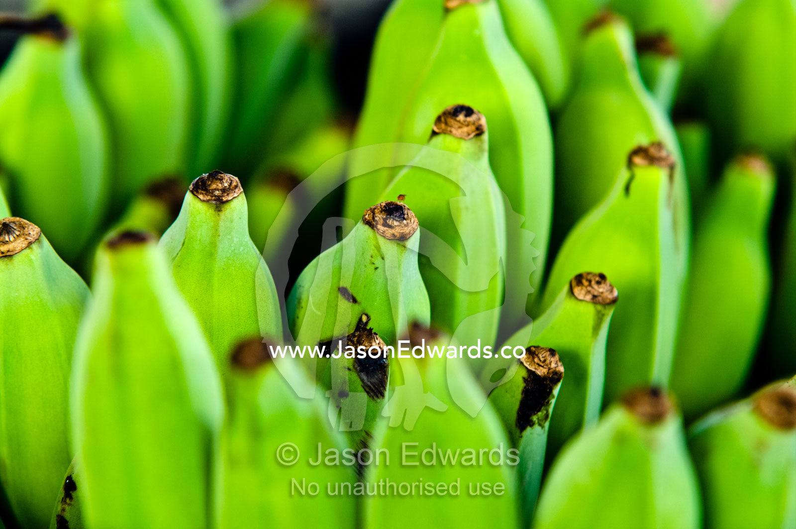 A stack of healthy unripe fresh bananas for sale at a rural market. Utukalongalu Market, Port of Refuge, Neiafu, Vava'u Island Group, Pacific Ocean, Oceania, Kingdom of Tonga.