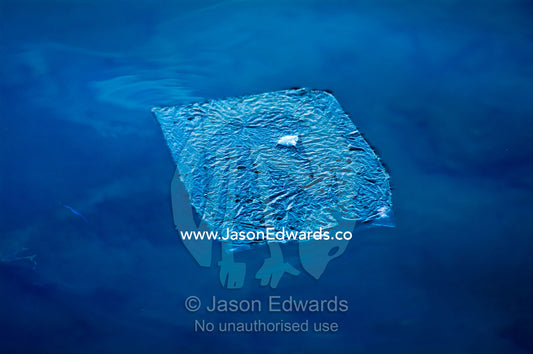 A discarded plastic bag floating on the surface of the ocean. Port of Refuge, Neiafu, Vava'u Island Group, Pacific Ocean, Oceania, Kingdom of Tonga.