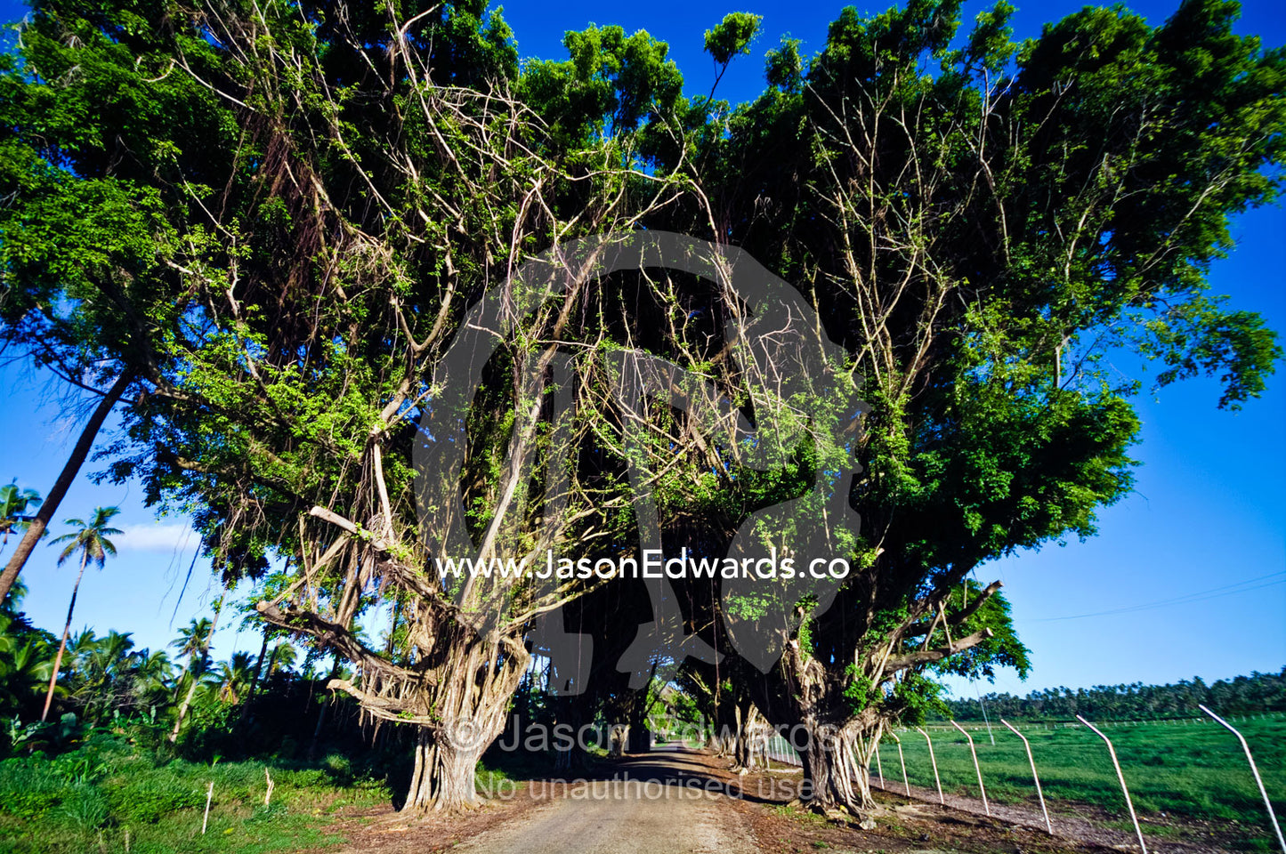 A road passes through an avenue of trees beside an airport runway. Neiafu Airport, Port of Refuge, Neiafu, Vava'u Island Group, Pacific Ocean, Oceania, Kingdom of Tonga.