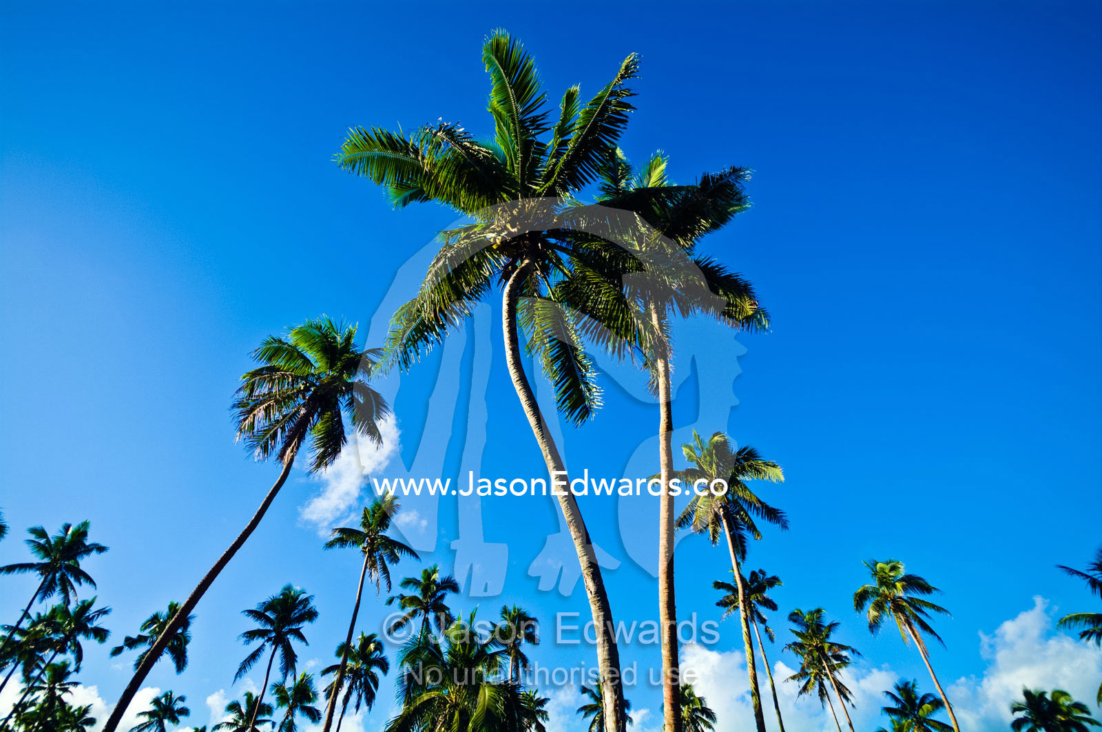 Tall coconut palm tree fronds rise into a clear blue tropical sky. Neiafu Airport, Port of Refuge, Neiafu, Vava'u Island Group, Pacific Ocean, Oceania, Kingdom of Tonga.
