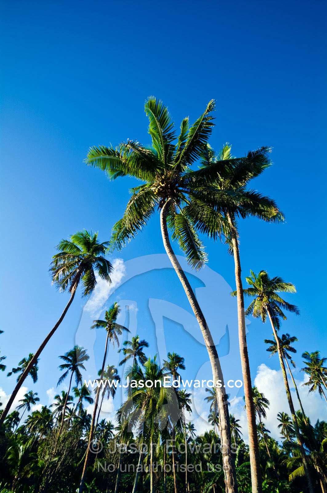 Tall coconut palm tree fronds rise into a clear blue tropical sky. Neiafu Airport, Port of Refuge, Neiafu, Vava'u Island Group, Pacific Ocean, Oceania, Kingdom of Tonga.