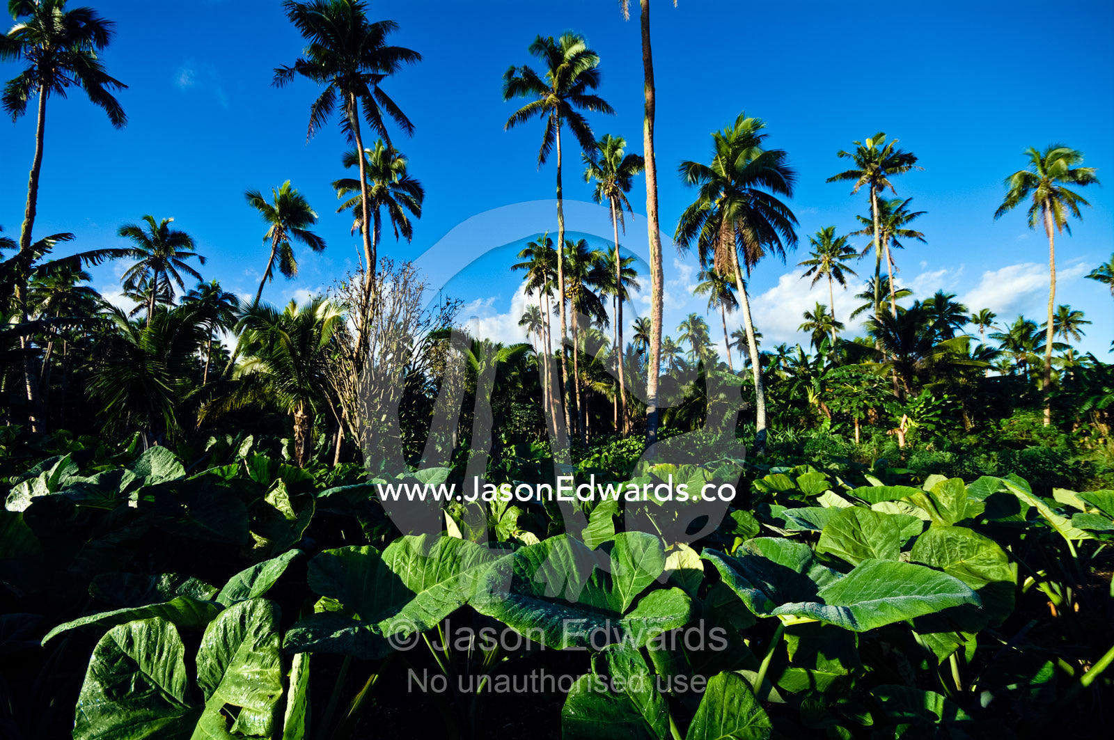 A crop of taro plants growing in a field near coconut palm trees. Neiafu Airport, Port of Refuge, Neiafu, Vava'u Island Group, Pacific Ocean, Oceania, Kingdom of Tonga.