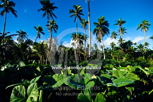 A crop of taro plants growing in a field near coconut palm trees. Neiafu Airport, Port of Refuge, Neiafu, Vava'u Island Group, Pacific Ocean, Oceania, Kingdom of Tonga.