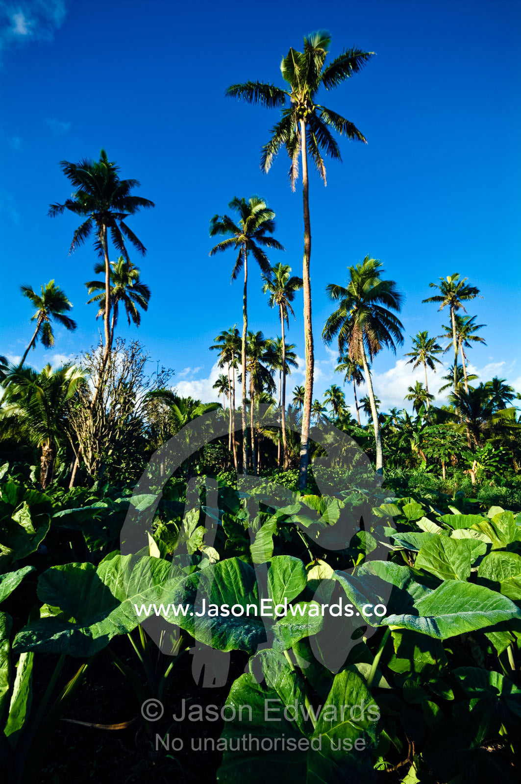 A crop of taro plants growing in a field near coconut palm trees. Neiafu Airport, Port of Refuge, Neiafu, Vava'u Island Group, Pacific Ocean, Oceania, Kingdom of Tonga.