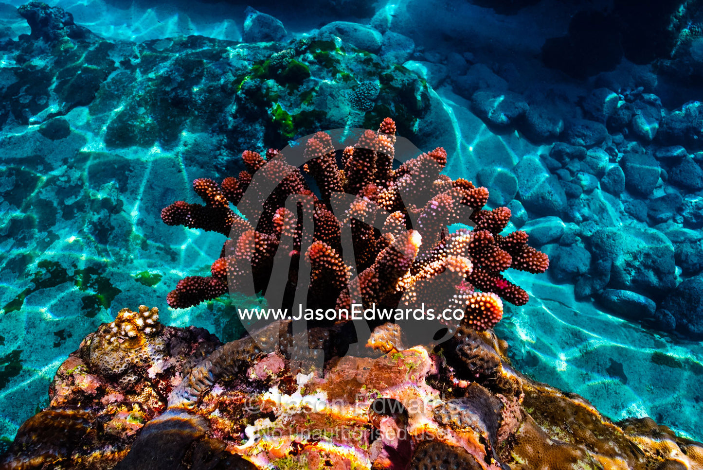 A bright red Staghorn coral sprouting from a tropical coral reef. Vava'u Island Group, Pacific Ocean, Oceania, Kingdom of Tonga.