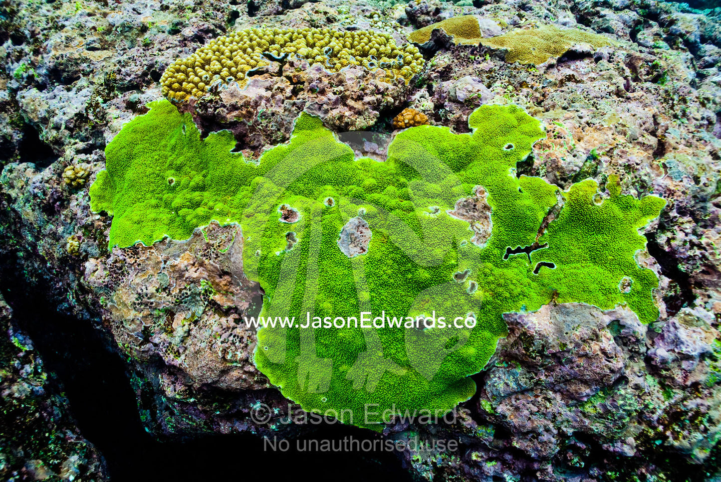 A bright green coral encrusting the surface of a tropical coral reef. Vava'u Island Group, Pacific Ocean, Oceania, Kingdom of Tonga.