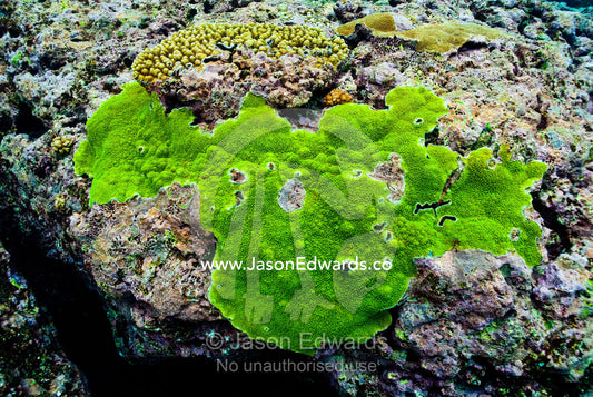 A bright green coral encrusting the surface of a tropical coral reef. Vava'u Island Group, Pacific Ocean, Oceania, Kingdom of Tonga.