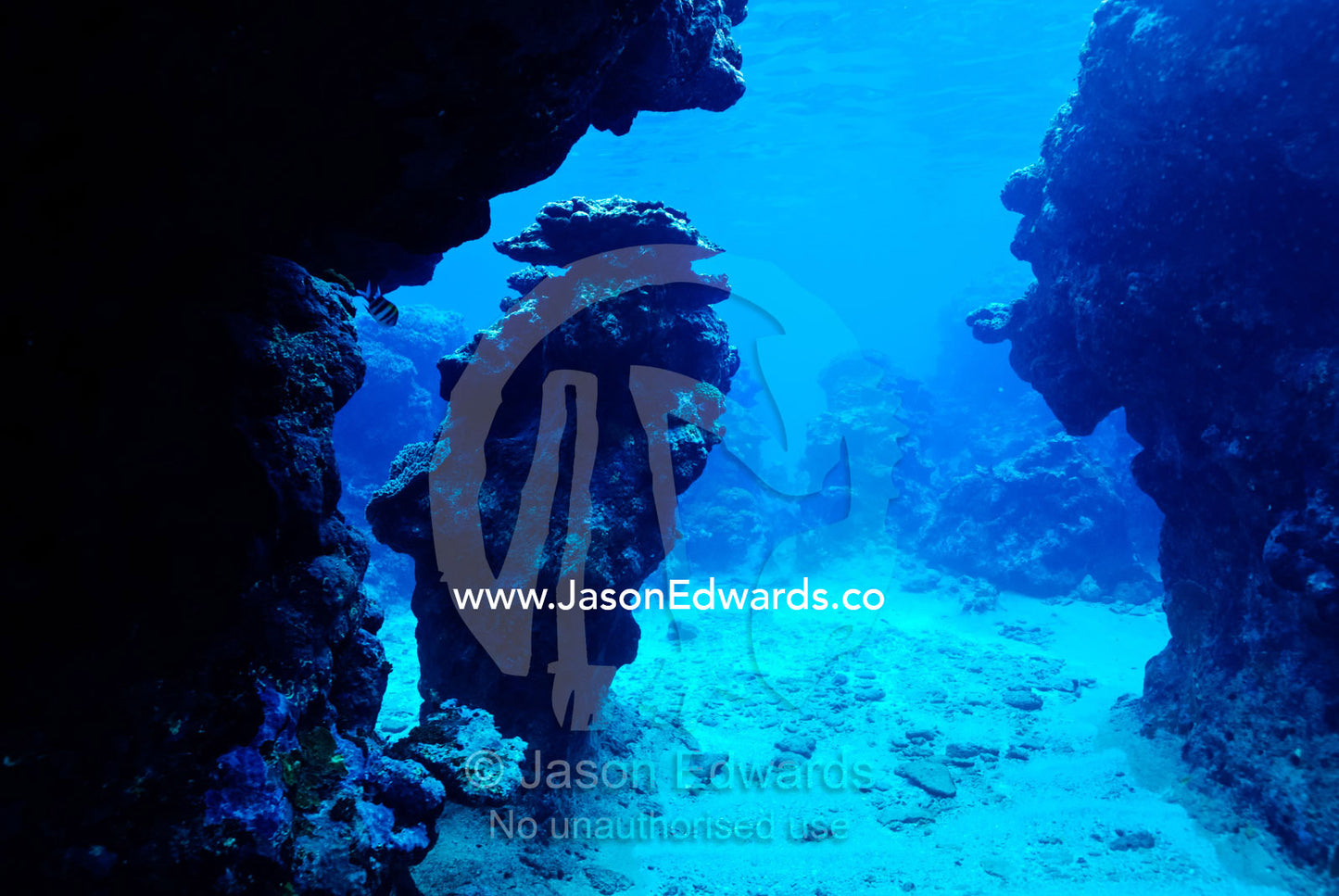 A pillar of coral in an underwater canyon in a tropical coral reef. Vava'u Island Group, Pacific Ocean, Oceania, Kingdom of Tonga.