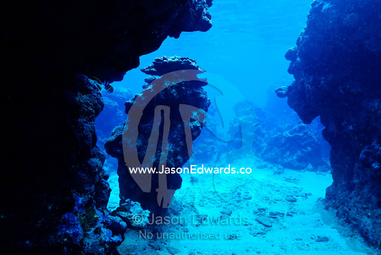 A pillar of coral in an underwater canyon in a tropical coral reef. Vava'u Island Group, Pacific Ocean, Oceania, Kingdom of Tonga.