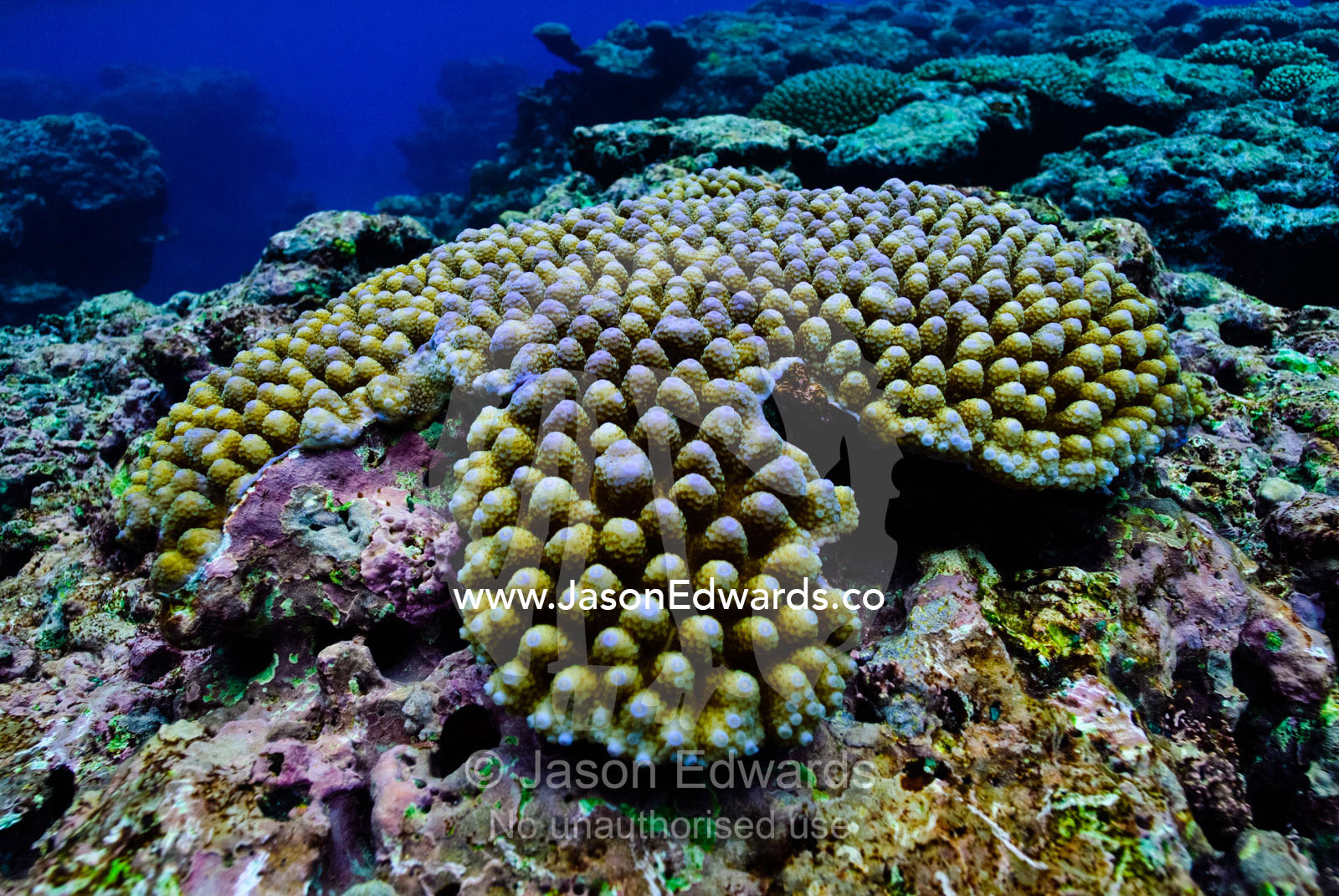 Warm, shallow seas over the jagged surface of a tropical coral reef. Vava'u Island Group, Pacific Ocean, Oceania, Kingdom of Tonga.
