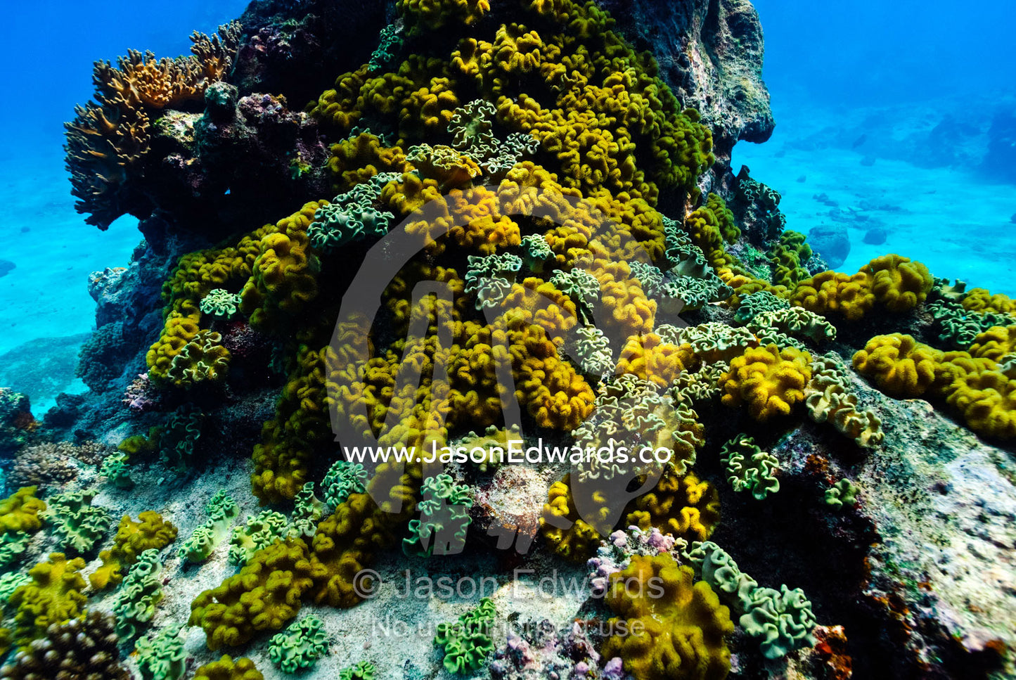 A yellow coral encrusts the base of a coral pillar in a tropical reef. Vava'u Island Group, Pacific Ocean, Oceania, Kingdom of Tonga.