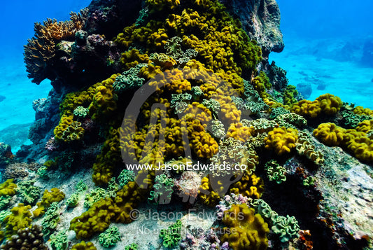 A yellow coral encrusts the base of a coral pillar in a tropical reef. Vava'u Island Group, Pacific Ocean, Oceania, Kingdom of Tonga.