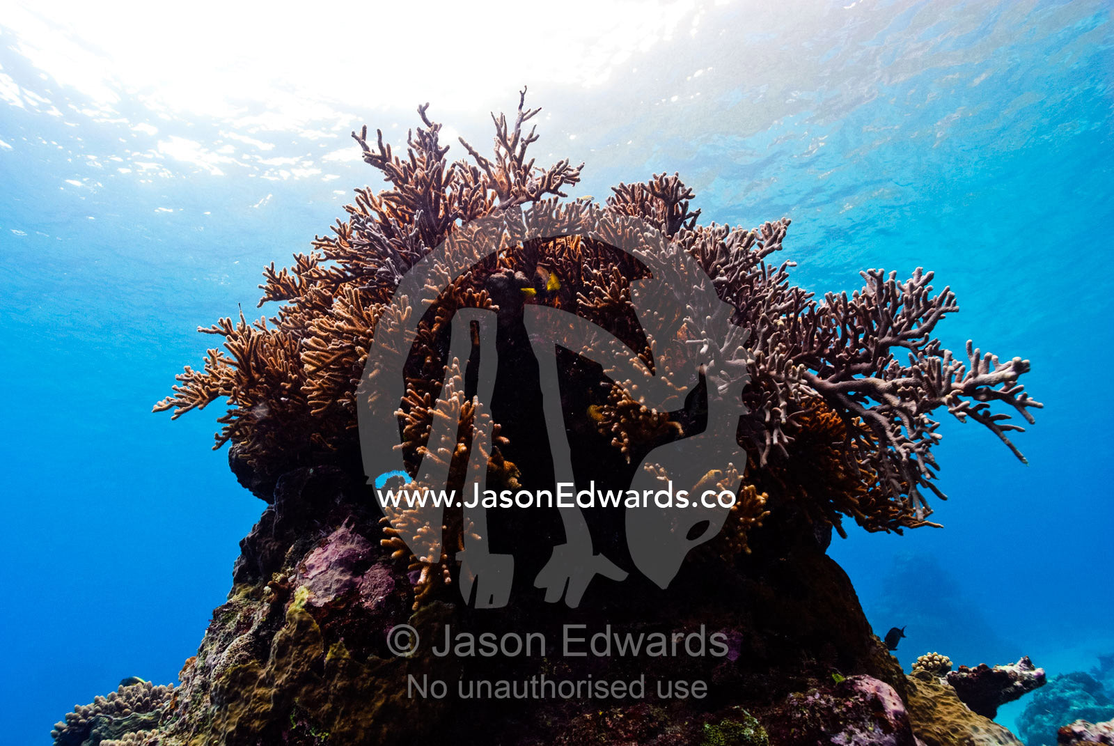 A sweeping Staghorn coral crowns a tropical coral reef beneath the sun Vava'u Island Group, Pacific Ocean, Oceania, Kingdom of Tonga.