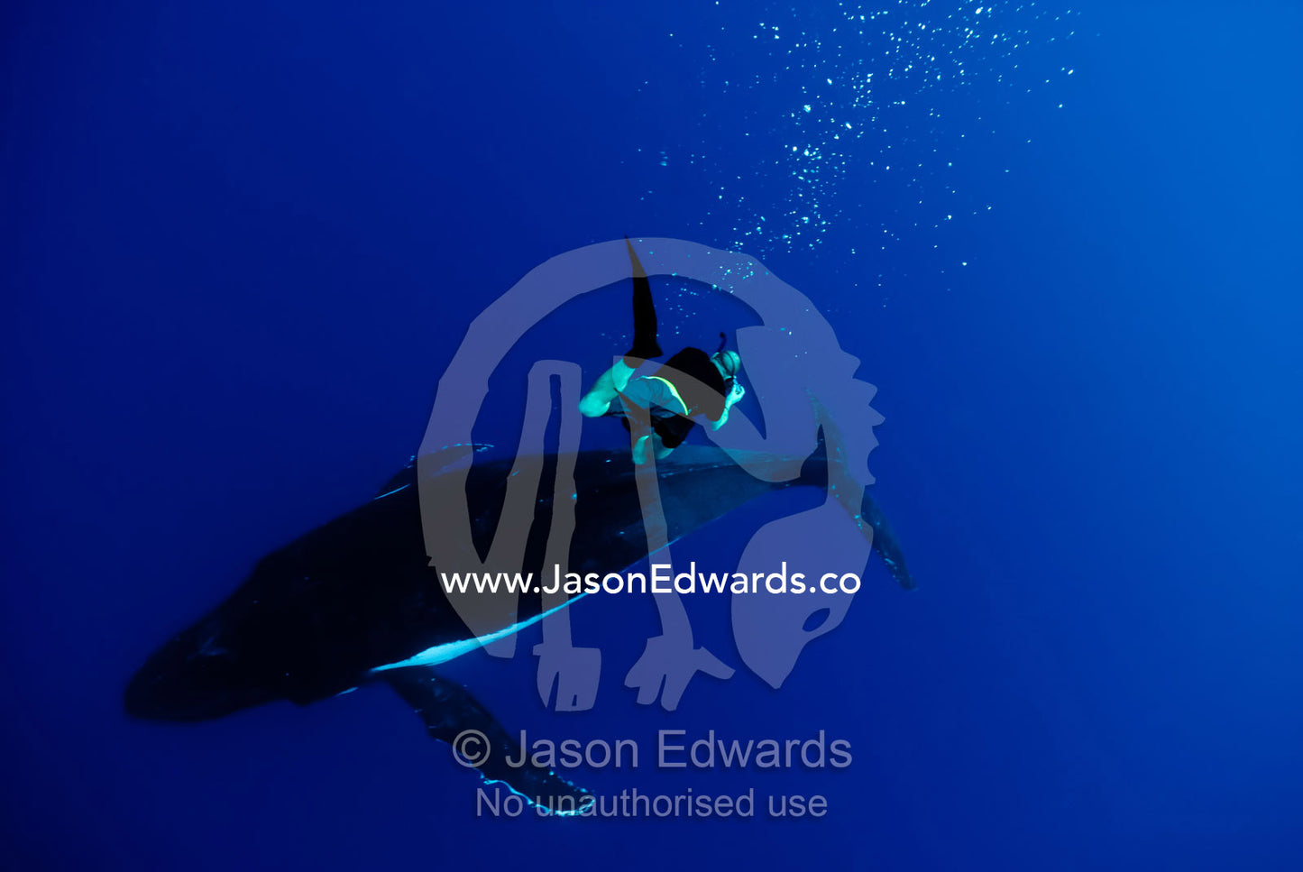 A free diver swims deep down to video a Southern Humpback Whale, during mating season. Vava'u Island Group, Pacific Ocean, Oceania, Kingdom of Tonga.