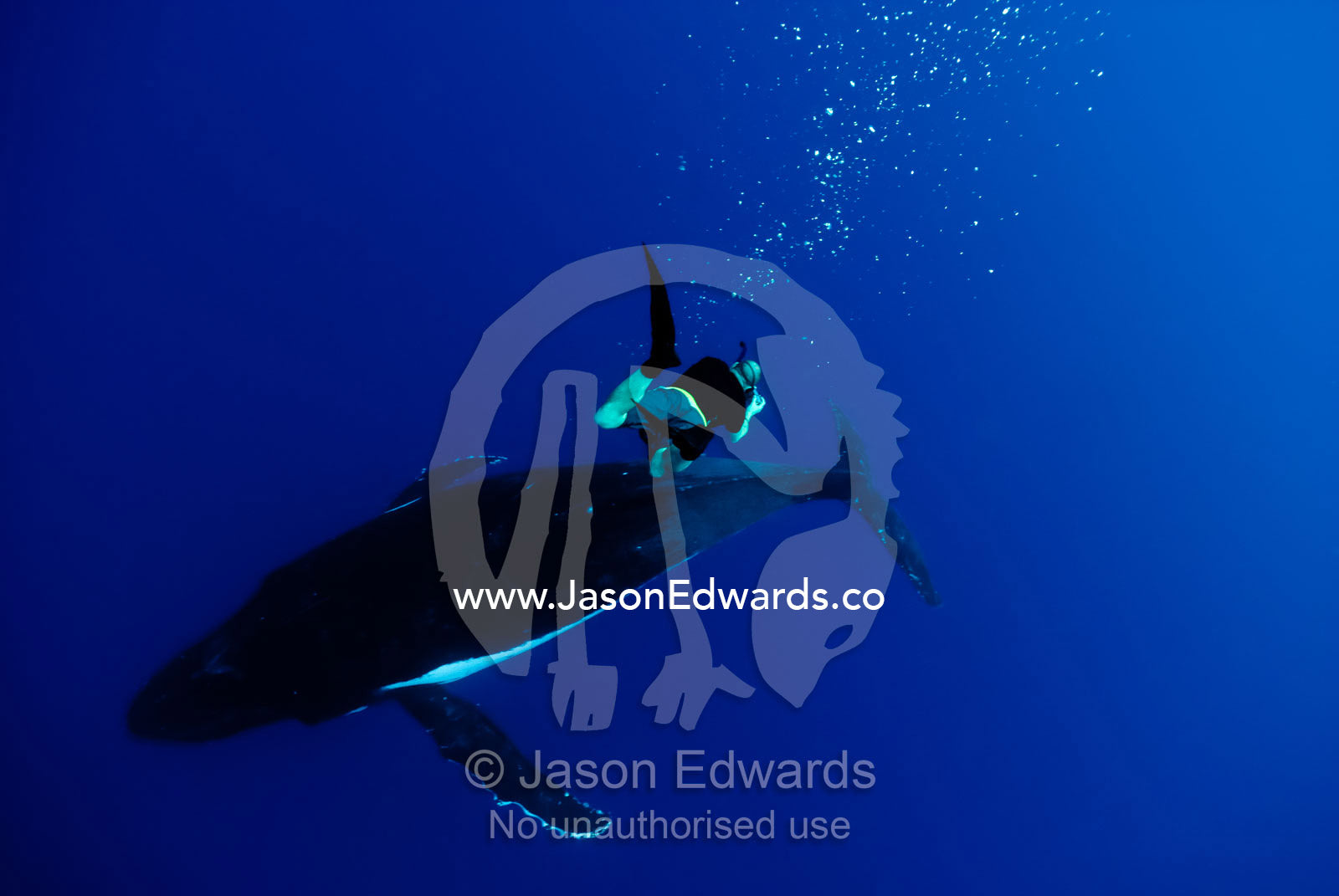 A free diver swims deep down to video a Southern Humpback Whale, during mating season. Vava'u Island Group, Pacific Ocean, Oceania, Kingdom of Tonga.