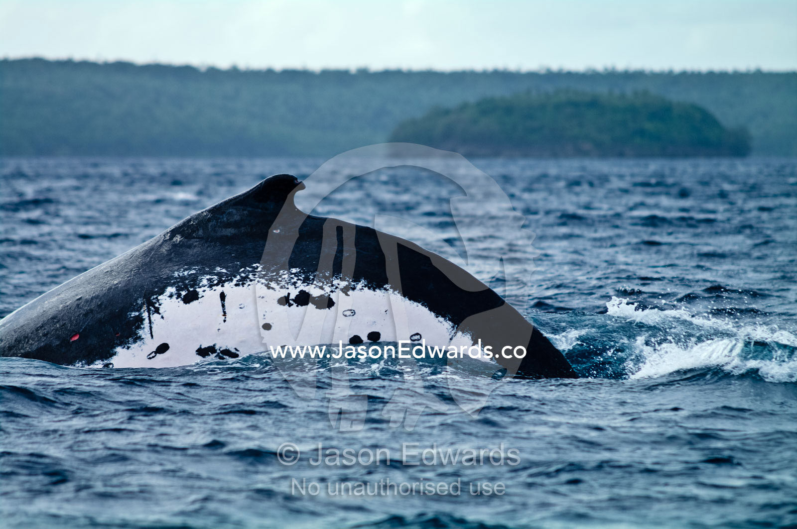 Molted flank markings and dorsal fin of a Southern Humpback Whale, during mating season. Vava'u Island Group, Pacific Ocean, Oceania, Kingdom of Tonga.