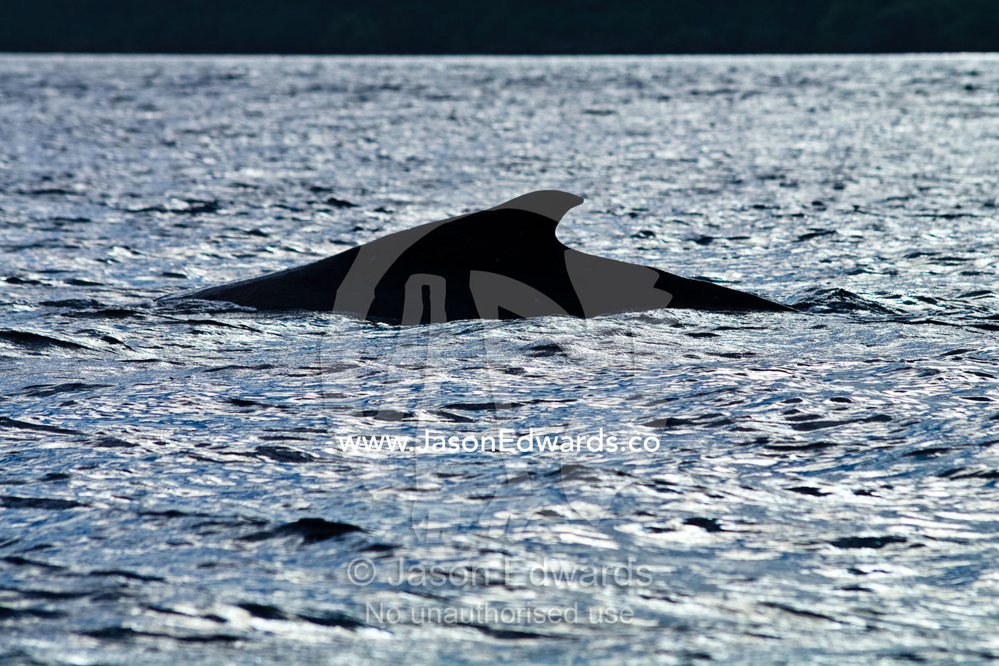 The arched back and dorsal fin of a Southern Humpback Whale at sunset, during mating season. Vava'u Island Group, Pacific Ocean, Oceania, Kingdom of Tonga.