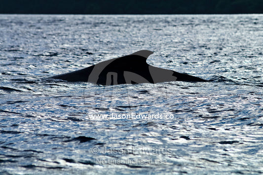 The arched back and dorsal fin of a Southern Humpback Whale at sunset, during mating season. Vava'u Island Group, Pacific Ocean, Oceania, Kingdom of Tonga.