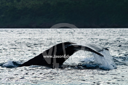 Water pours from the tail flukes of a Southern Humpback Whale diving, during mating season. Vava'u Island Group, Pacific Ocean, Oceania, Kingdom of Tonga.