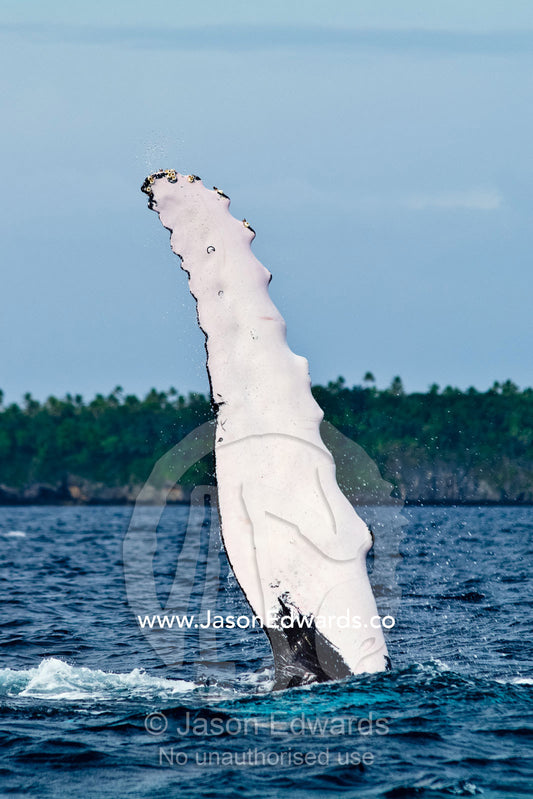 A Southern Humpback Whale raises its huge white flipper into the sky, during mating season. Vava'u Island Group, Pacific Ocean, Oceania, Kingdom of Tonga.