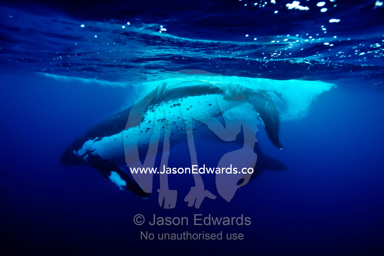 Male Humpback Whales slap their tail flukes as a sign of strength, during mating season. Vava'u Island Group, Pacific Ocean, Oceania, Kingdom of Tonga.