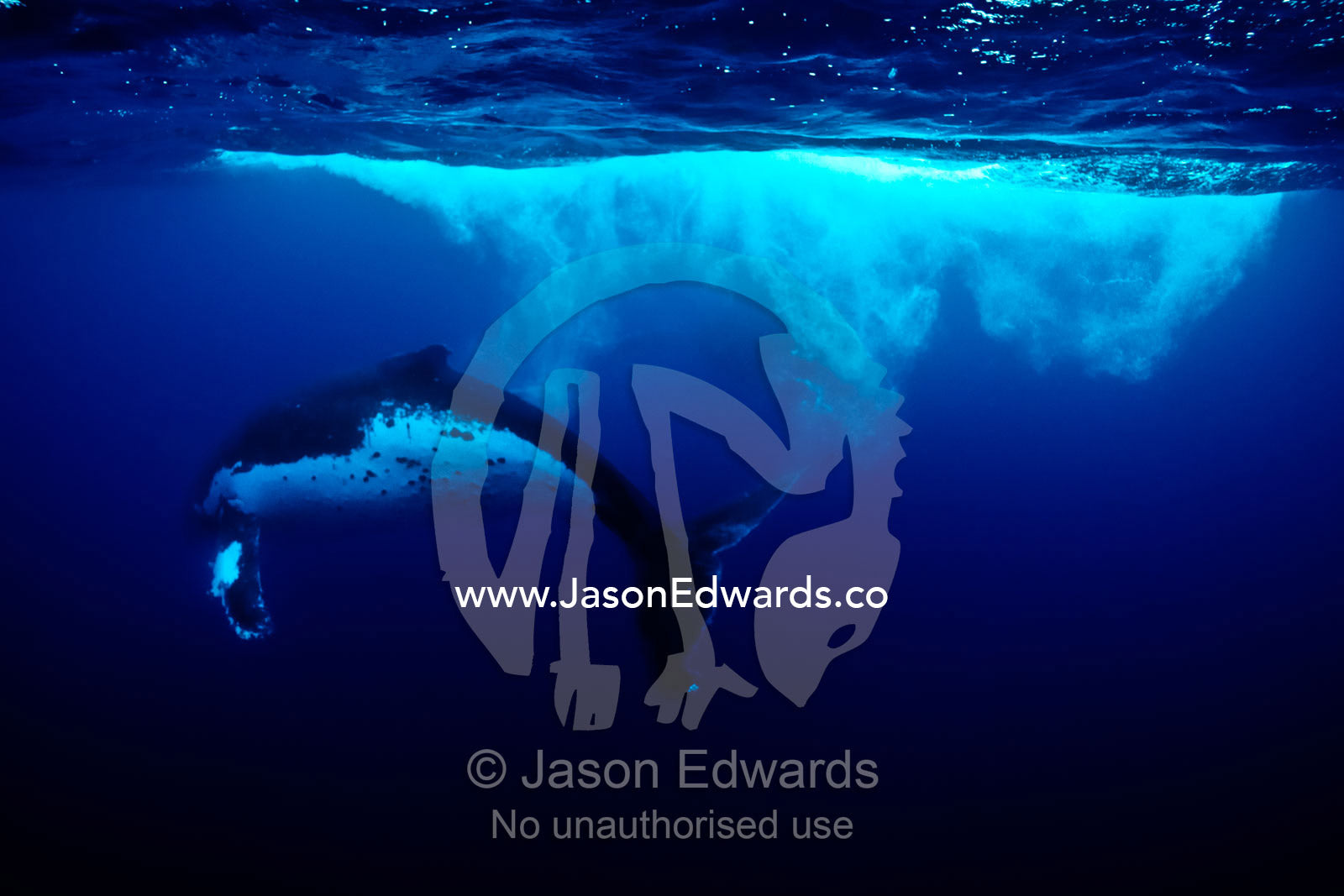 Bubbles and vortices swirl behind a Humpback Whale during a Heat Run. Vava'u Island Group, Pacific Ocean, Oceania, Kingdom of Tonga.