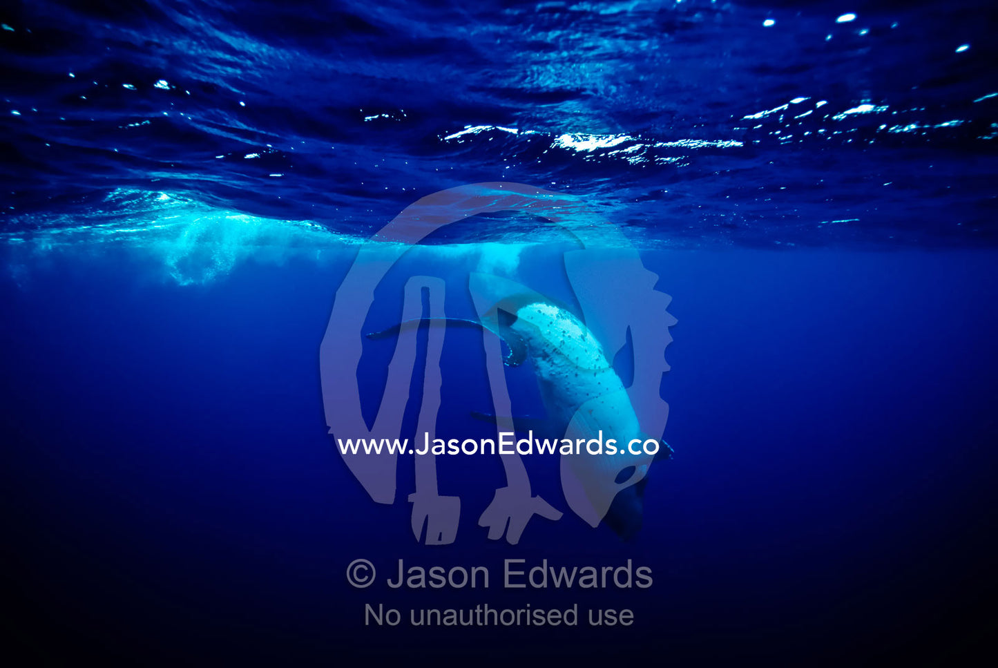A Southern Humpback Whale uses it's tail flukes to dive in a Heat Run. Vava'u Island Group, Pacific Ocean, Oceania, Kingdom of Tonga.