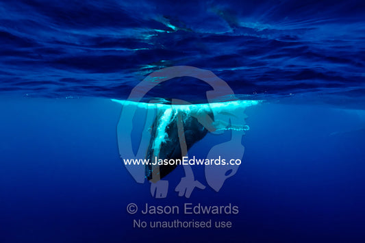 A Southern Humpback Whale exhales as it dives below the ocean surface, during mating season. Vava'u Island Group, Pacific Ocean, Oceania, Kingdom of Tonga.