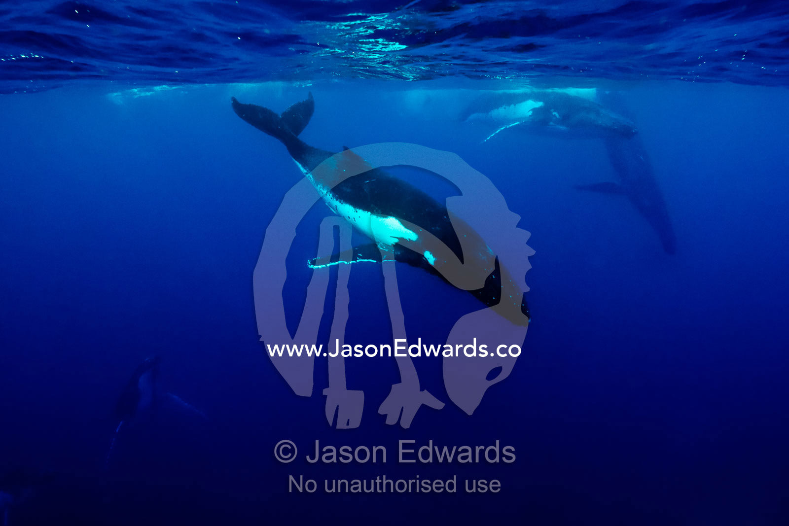 A female Humpback Whale eludes courting males during a Heat Run, during mating season. Vava'u Island Group, Pacific Ocean, Oceania, Kingdom of Tonga.