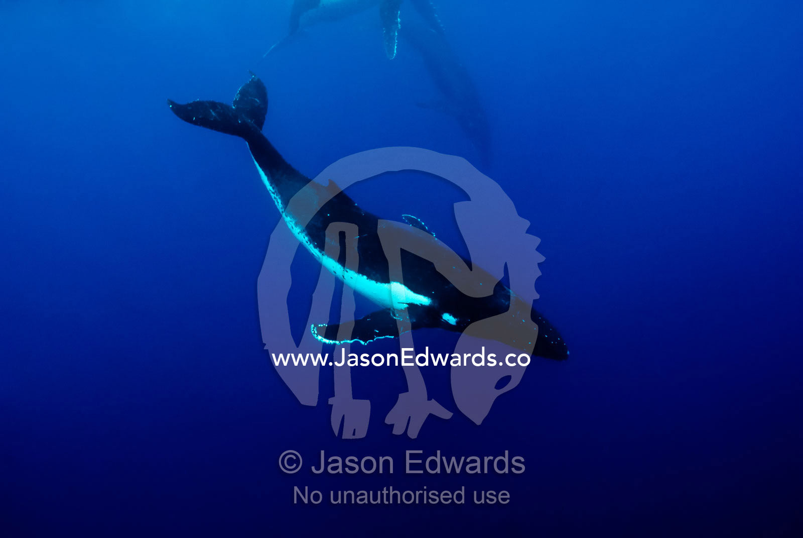 A female Humpback Whale eludes courting males during a Heat Run. Vava'u Island Group, Pacific Ocean, Oceania, Kingdom of Tonga.