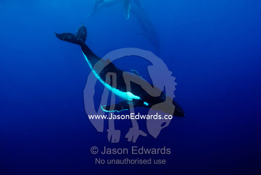A female Humpback Whale eludes courting males during a Heat Run. Vava'u Island Group, Pacific Ocean, Oceania, Kingdom of Tonga.
