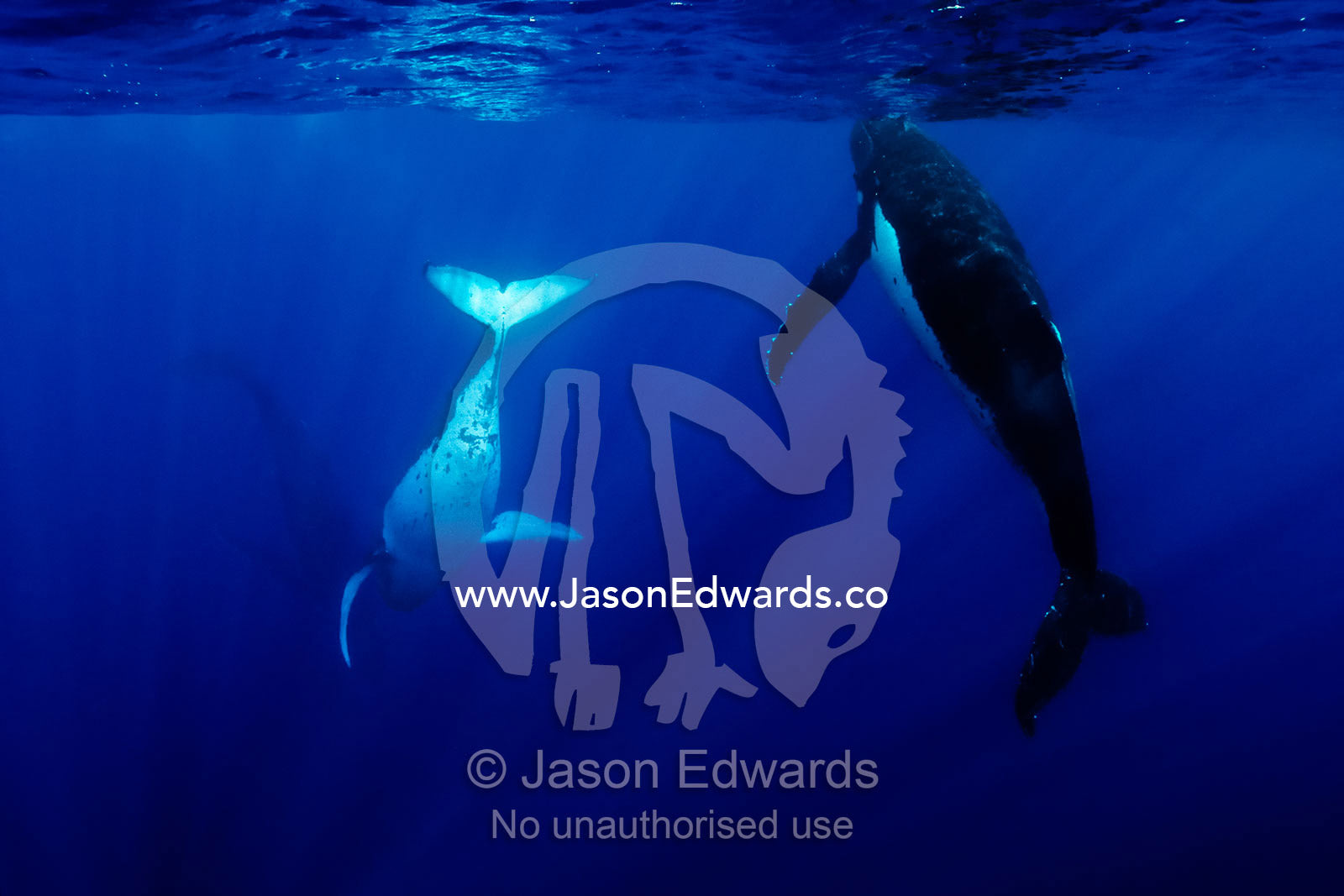 Male Southern Humpback Whales close in to mate a female in estrus. Vava'u Island Group, Pacific Ocean, Oceania, Kingdom of Tonga.