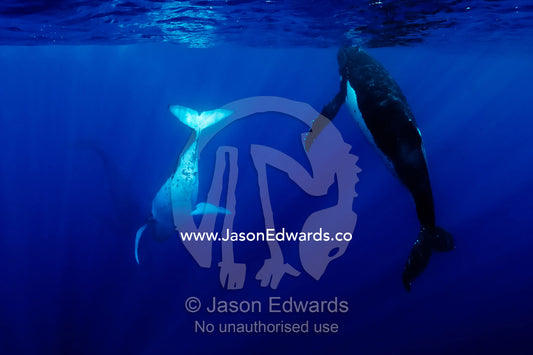 Male Southern Humpback Whales close in to mate a female in estrus. Vava'u Island Group, Pacific Ocean, Oceania, Kingdom of Tonga.