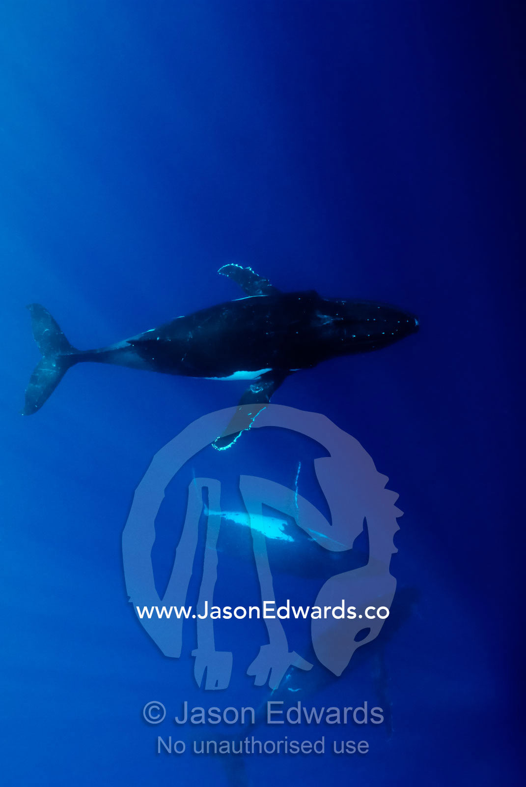 Male Southern Humpback Whales close in to mate a female in estrus. Vava'u Island Group, Pacific Ocean, Oceania, Kingdom of Tonga.