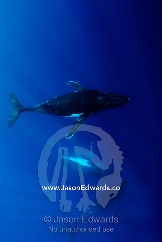 Male Southern Humpback Whales close in to mate a female in estrus. Vava'u Island Group, Pacific Ocean, Oceania, Kingdom of Tonga.