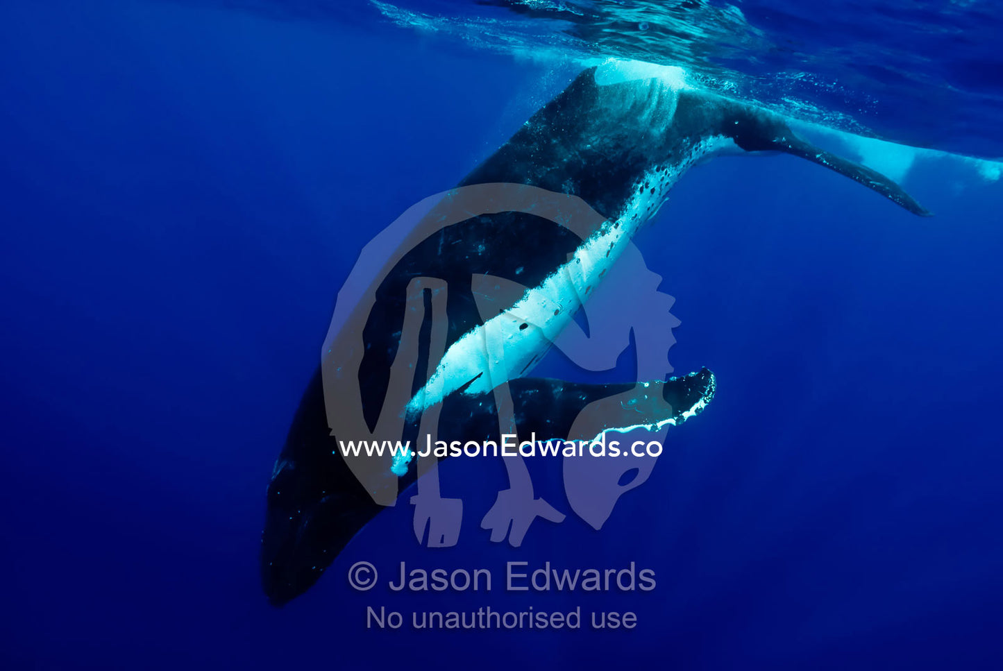 A Southern Humpback Whale dives below the ocean surface in a Heat Run. Vava'u Island Group, Pacific Ocean, Oceania, Kingdom of Tonga.