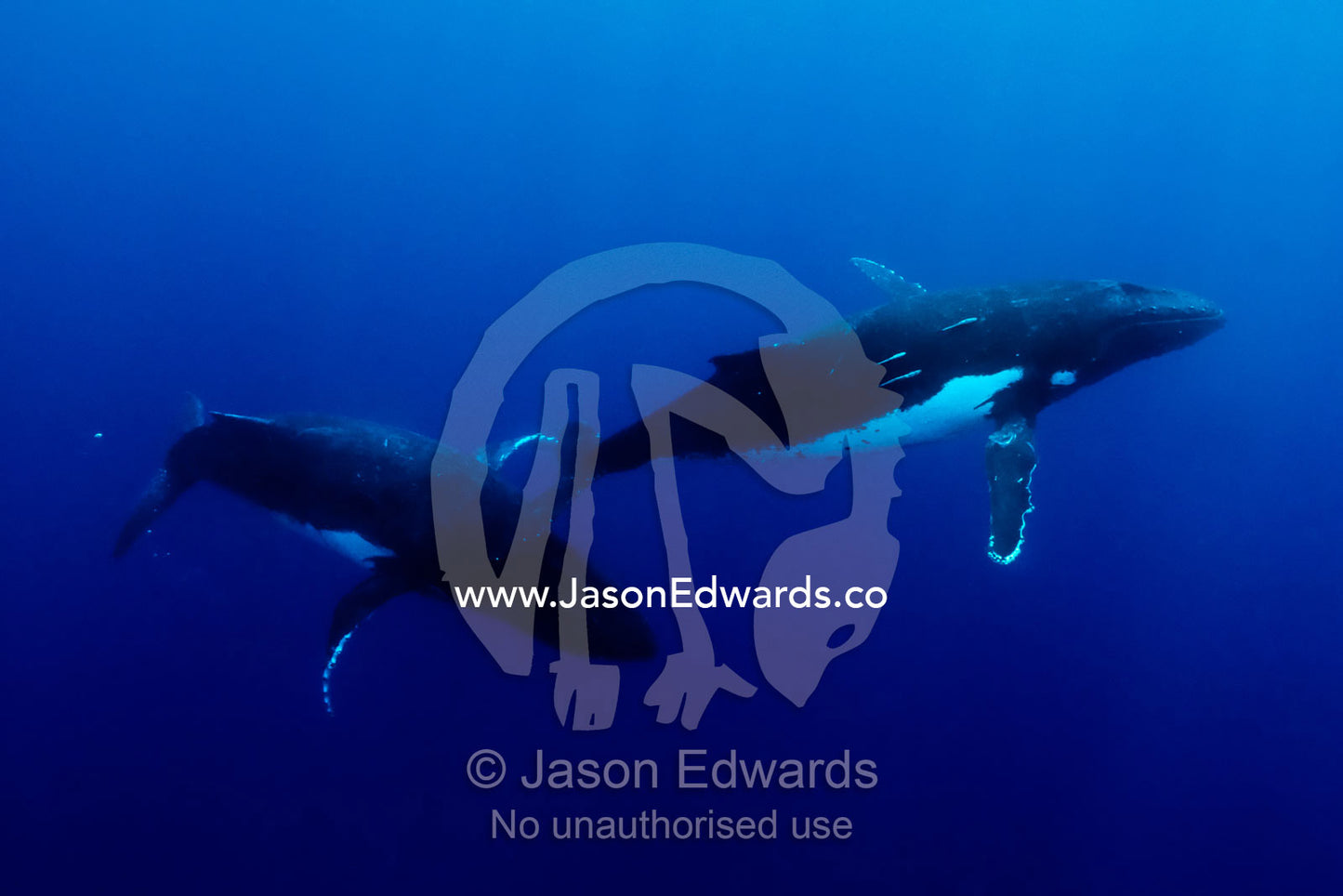 A Male Southern Humpback Whale closes in to mate a female in estrus. Vava'u Island Group, Pacific Ocean, Oceania, Kingdom of Tonga.