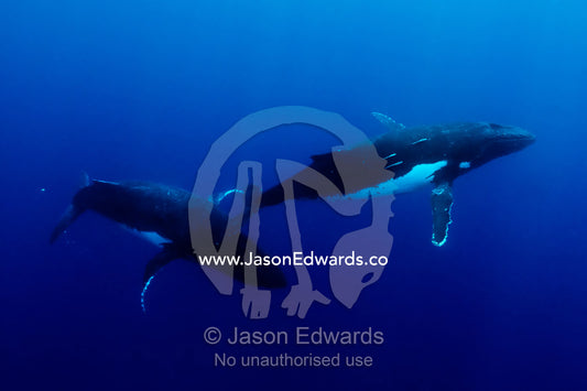 A Male Southern Humpback Whale closes in to mate a female in estrus. Vava'u Island Group, Pacific Ocean, Oceania, Kingdom of Tonga.