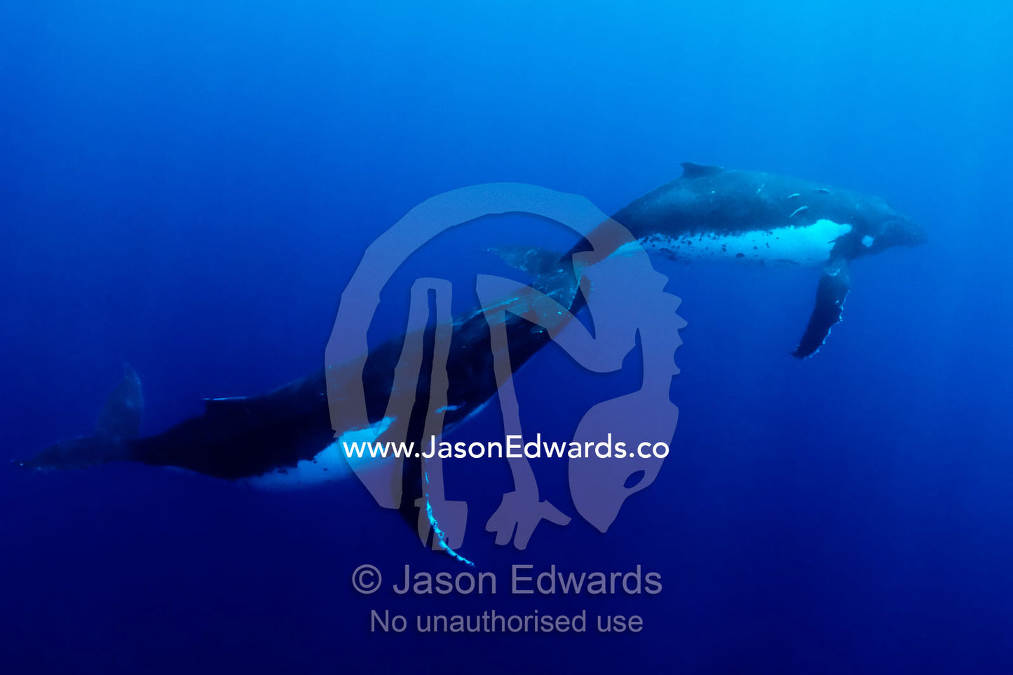 A male Humpback Whale rubs his rostrum on the tail flukes of a female, during mating season. Vava'u Island Group, Pacific Ocean, Oceania, Kingdom of Tonga.