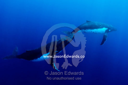 A male Humpback Whale rubs his rostrum on the tail flukes of a female, during mating season. Vava'u Island Group, Pacific Ocean, Oceania, Kingdom of Tonga.
