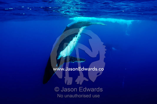 A Southern Humpback Whale dives below the ocean surface in a Heat Run. Vava'u Island Group, Pacific Ocean, Oceania, Kingdom of Tonga.