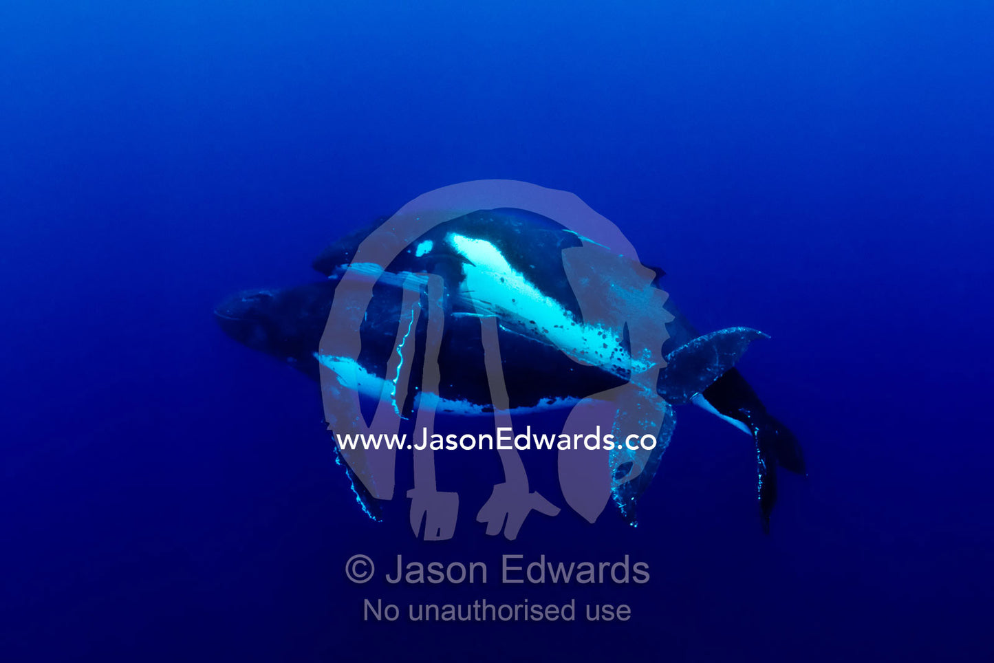 A successful male Southern Humpback Whale gently mates with a female. Vava'u Island Group, Pacific Ocean, Oceania, Kingdom of Tonga.