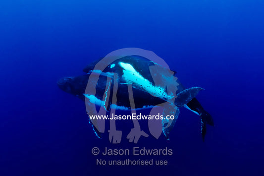 A successful male Southern Humpback Whale gently mates with a female. Vava'u Island Group, Pacific Ocean, Oceania, Kingdom of Tonga.