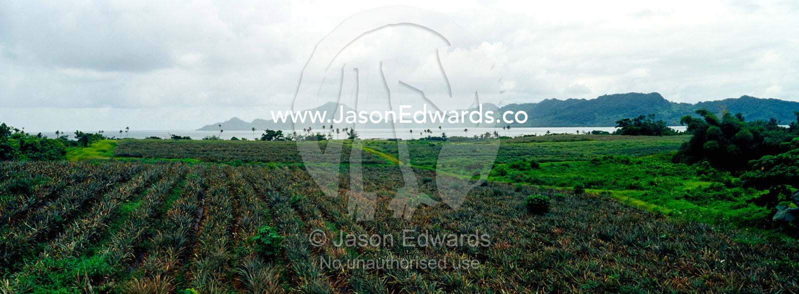 Rows of organic pineapples grow in a field on a tropical island. Taveuni Island, Pacific Ocean, Fiji Islands.