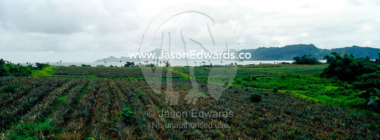 Rows of organic pineapples grow in a field on a tropical island. Taveuni Island, Pacific Ocean, Fiji Islands.